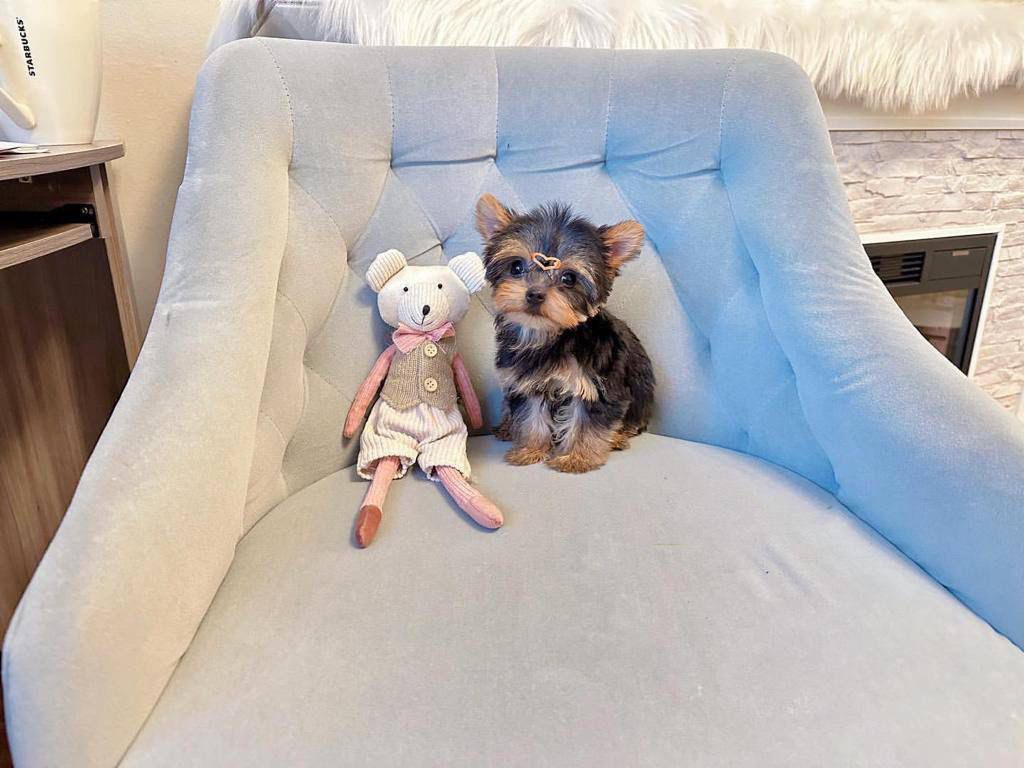 teacup yorkie puppies for sale