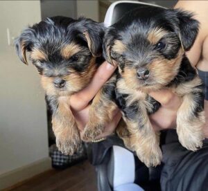 Teacup yorkies for sale